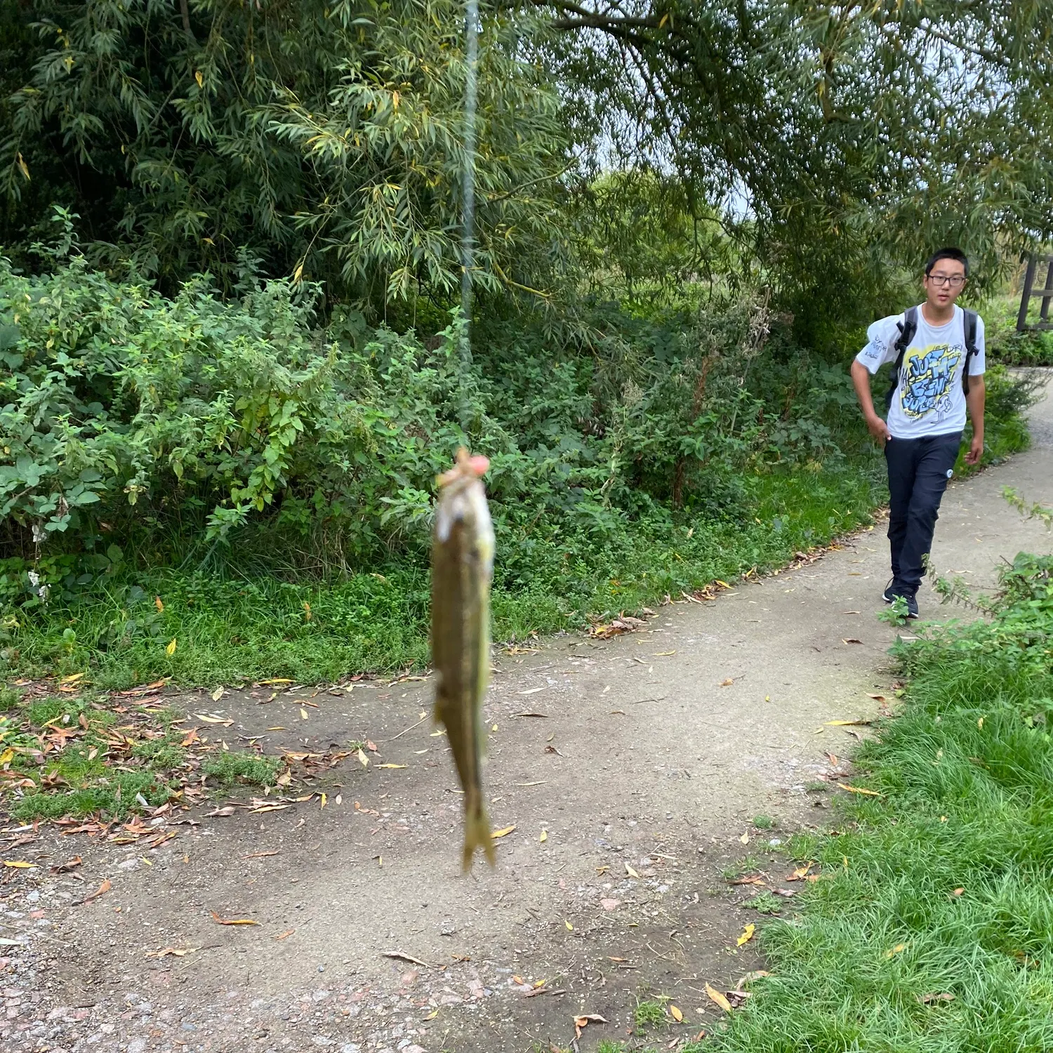 Eurasian minnow caught on Fishbrain