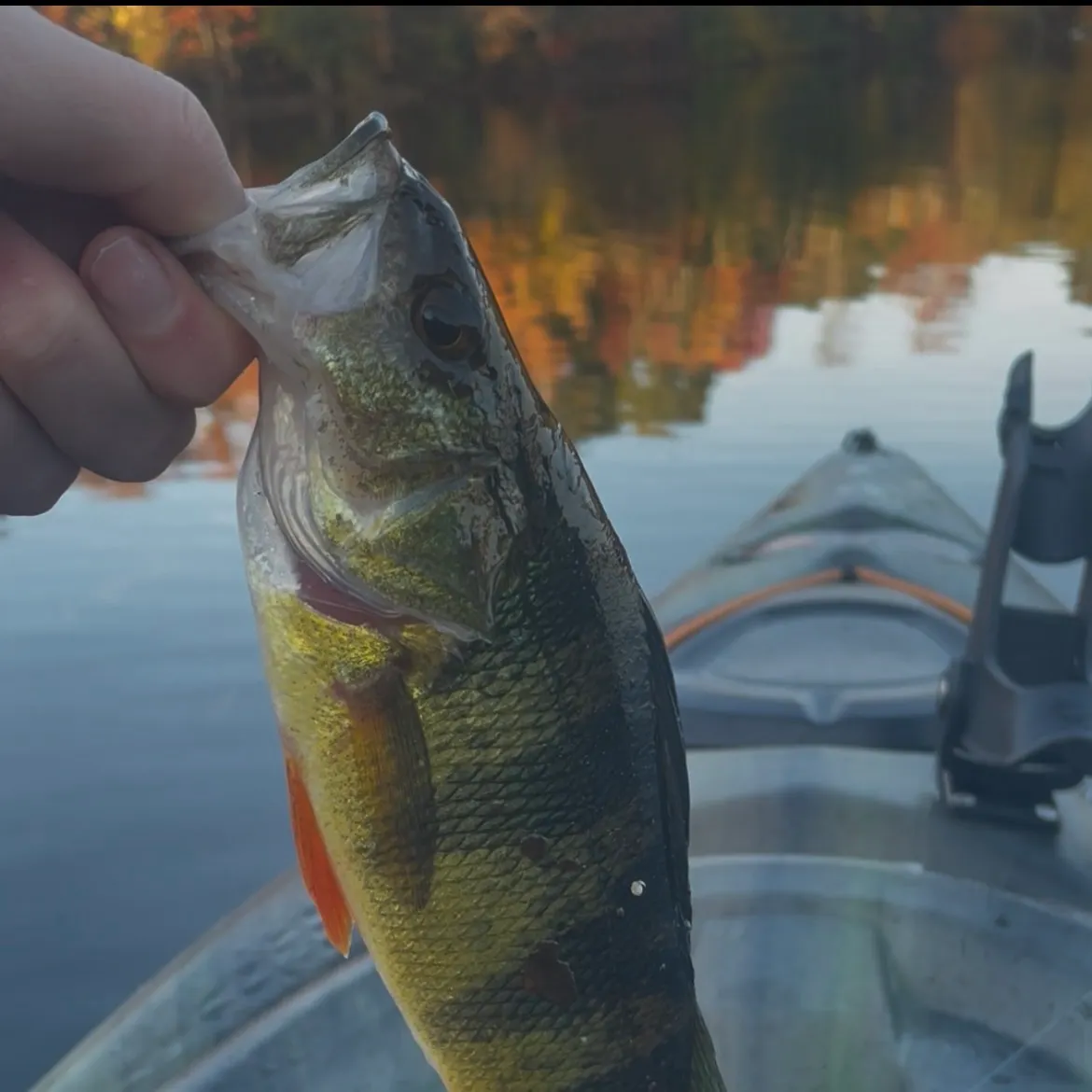 Yellow perch caught on Fishbrain