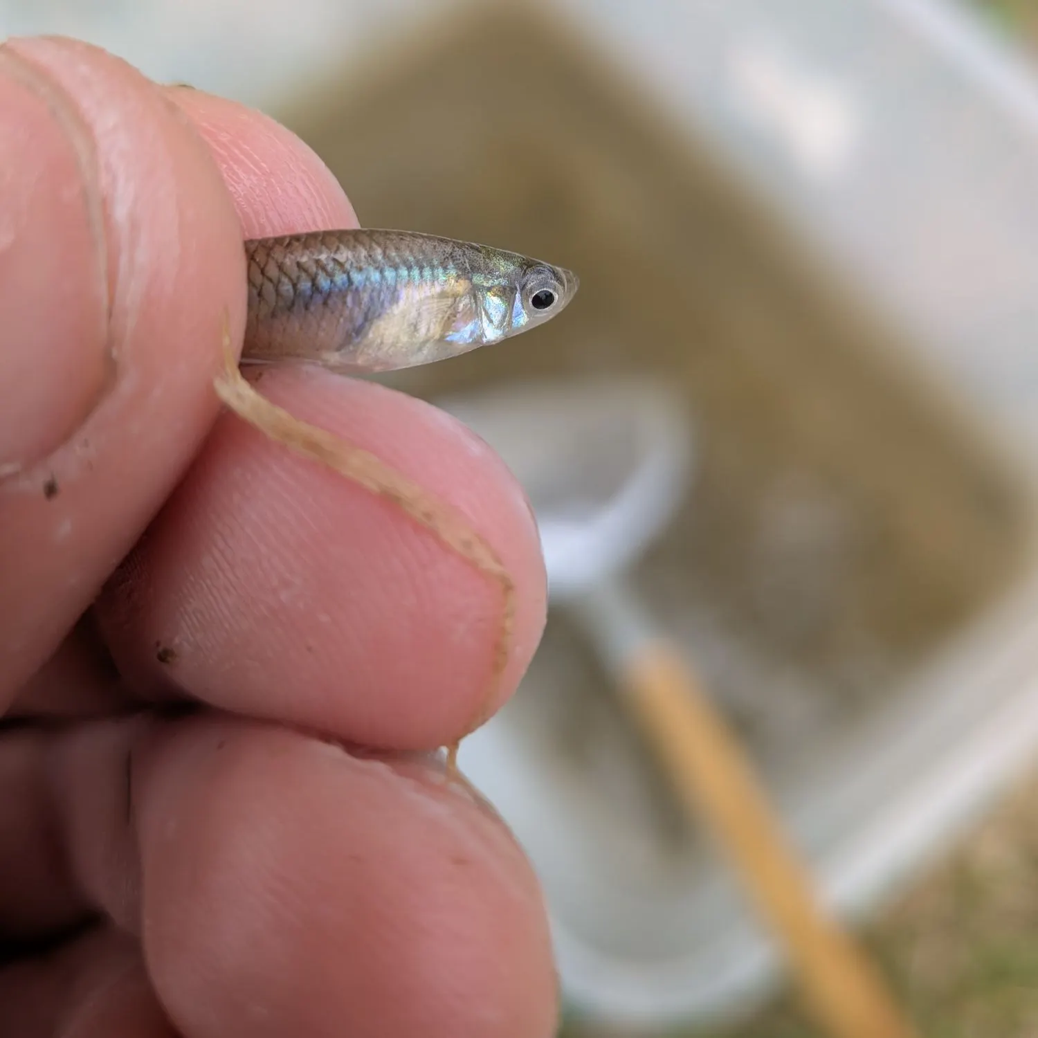 The most recent Bluntnose minnow catches on Fishbrain