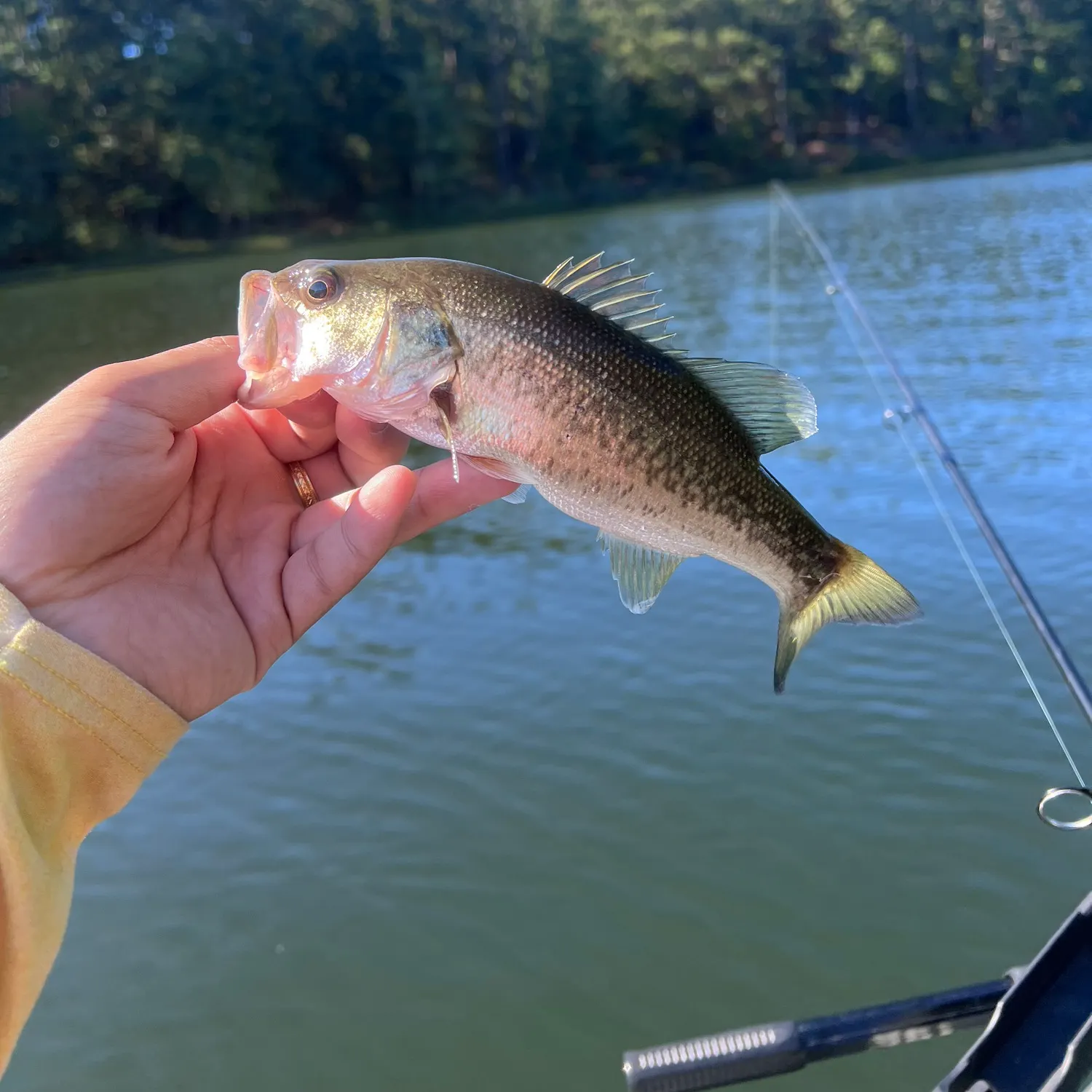 Largemouth bass caught on Fishbrain