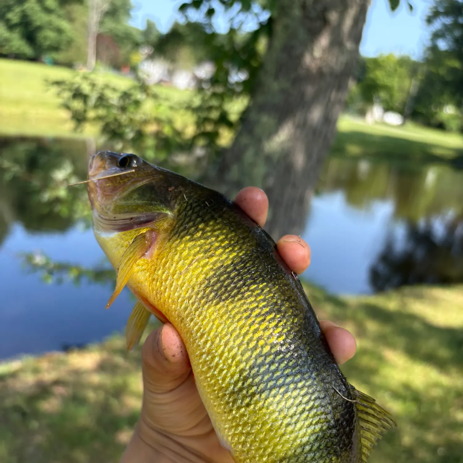 European perch caught on Fishbrain