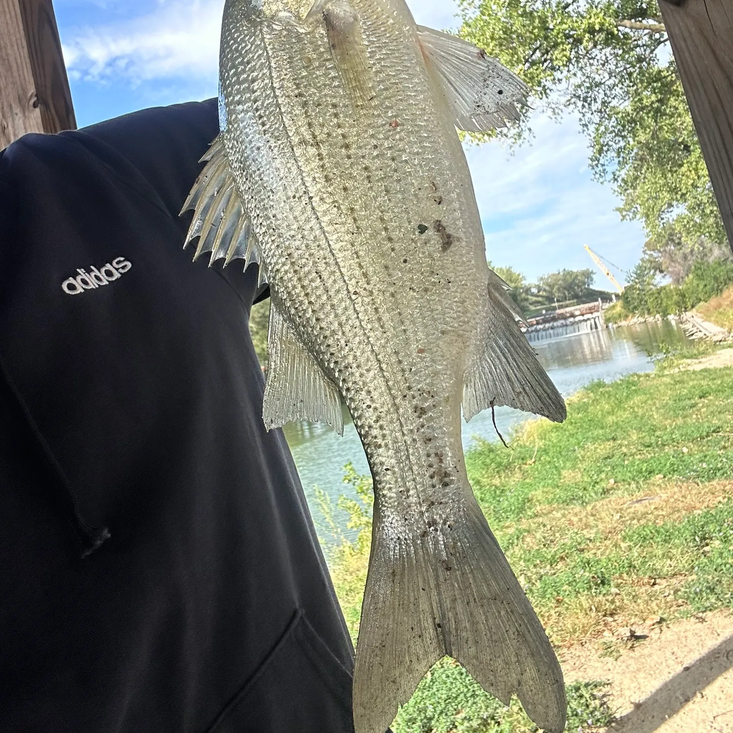 White bass caught on Fishbrain