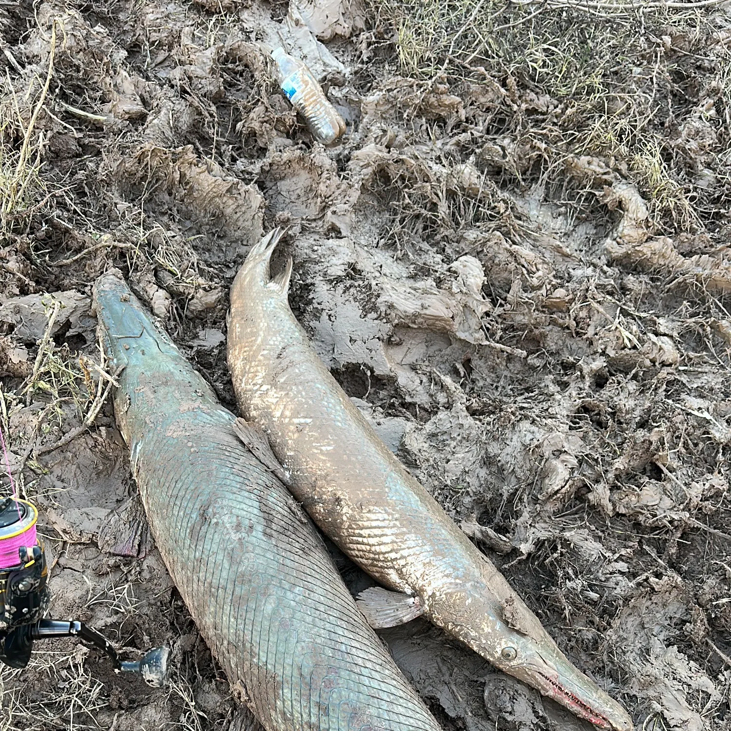 The most recent Alligator gar catches on Fishbrain