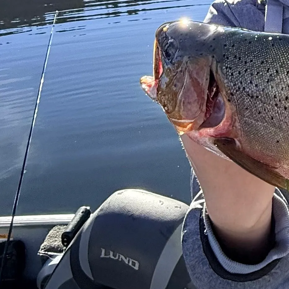 Cutthroat trout caught on Fishbrain