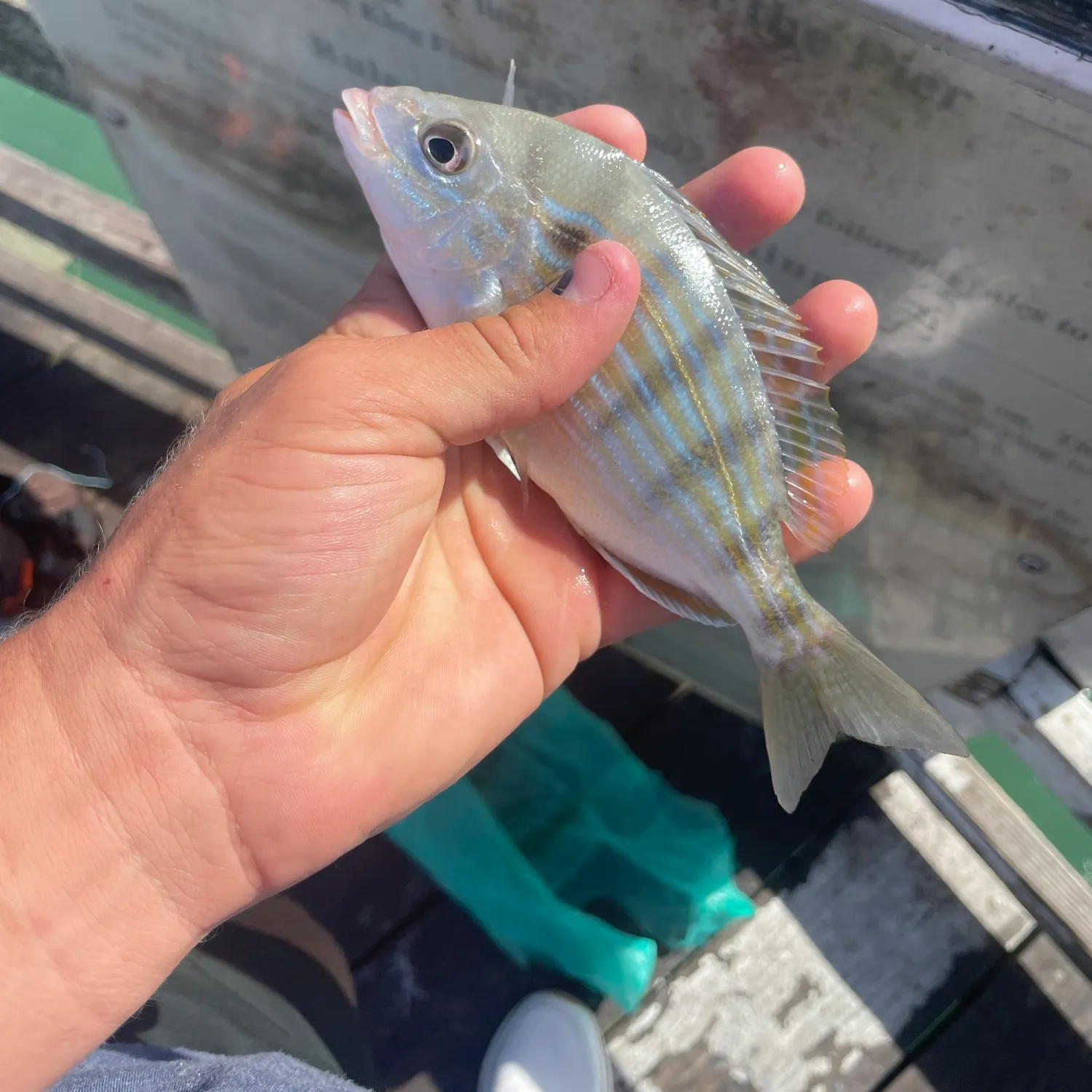 Pinfish caught on Fishbrain