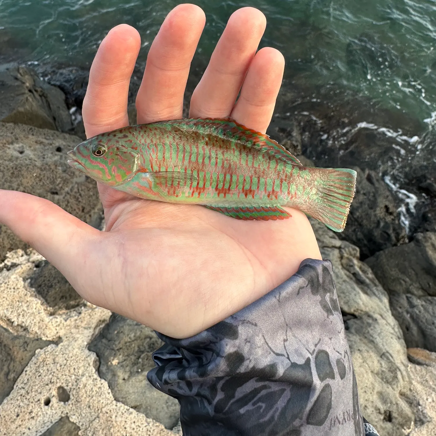 The most recent Christmas wrasse catches on Fishbrain
