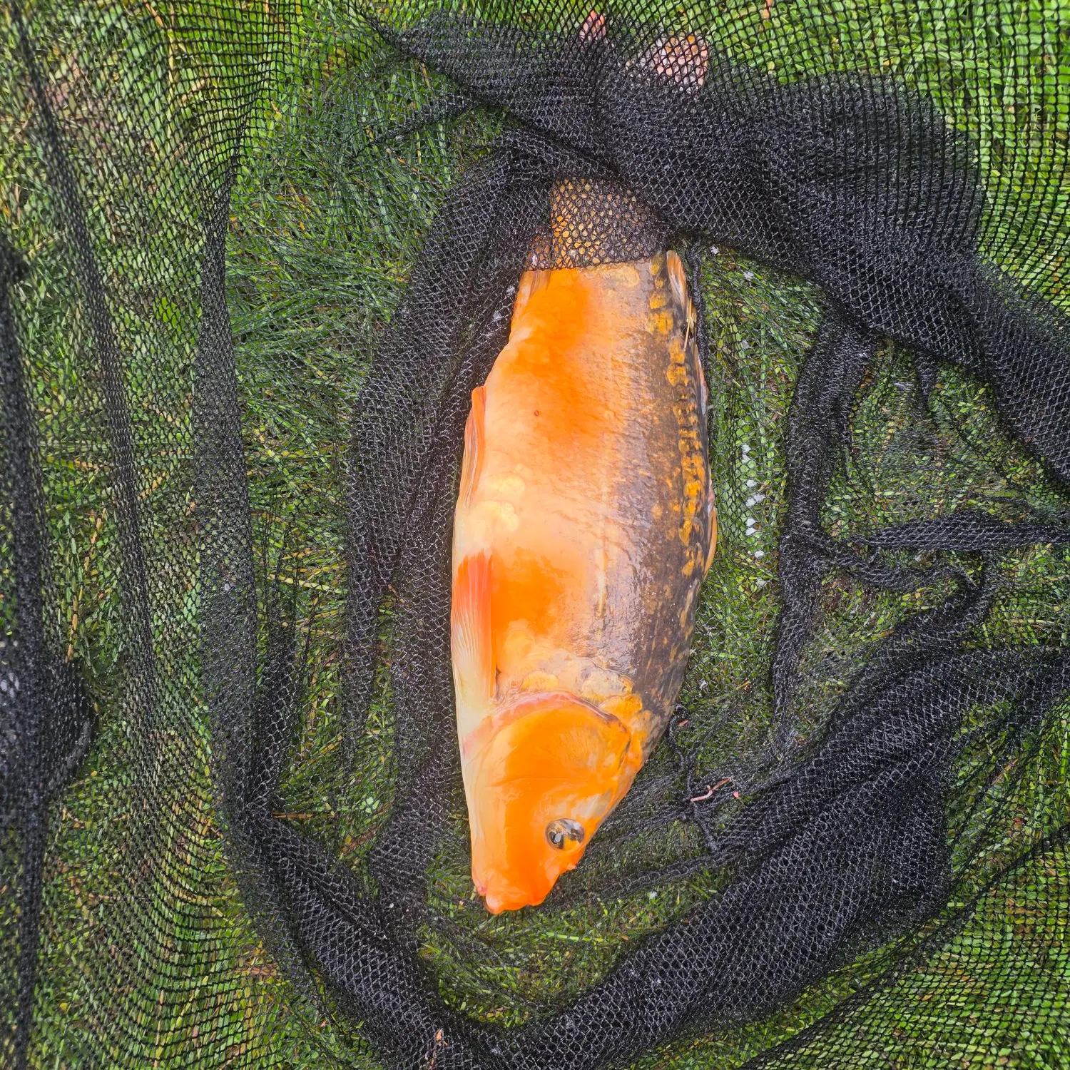 Mirror carp caught on Fishbrain