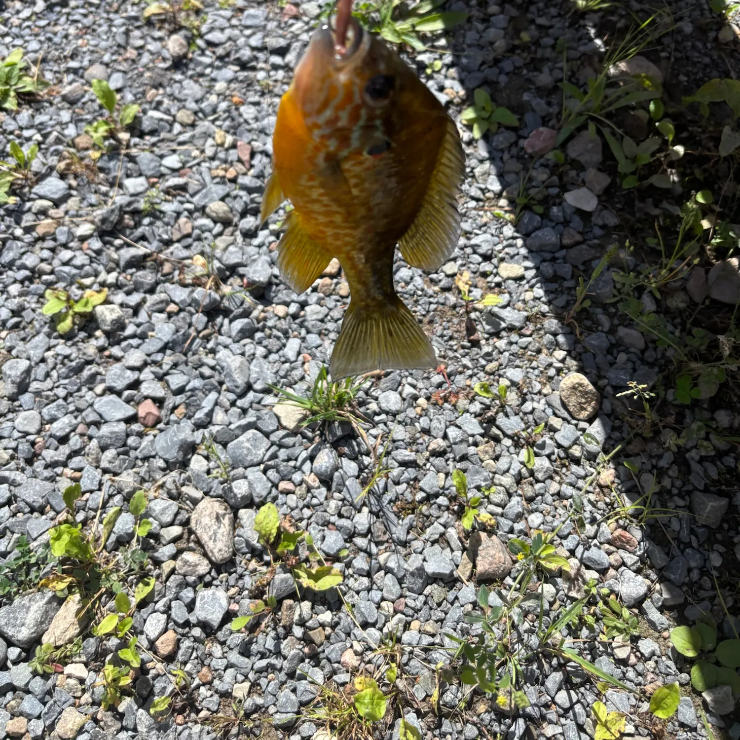 Pumpkinseed caught on Fishbrain