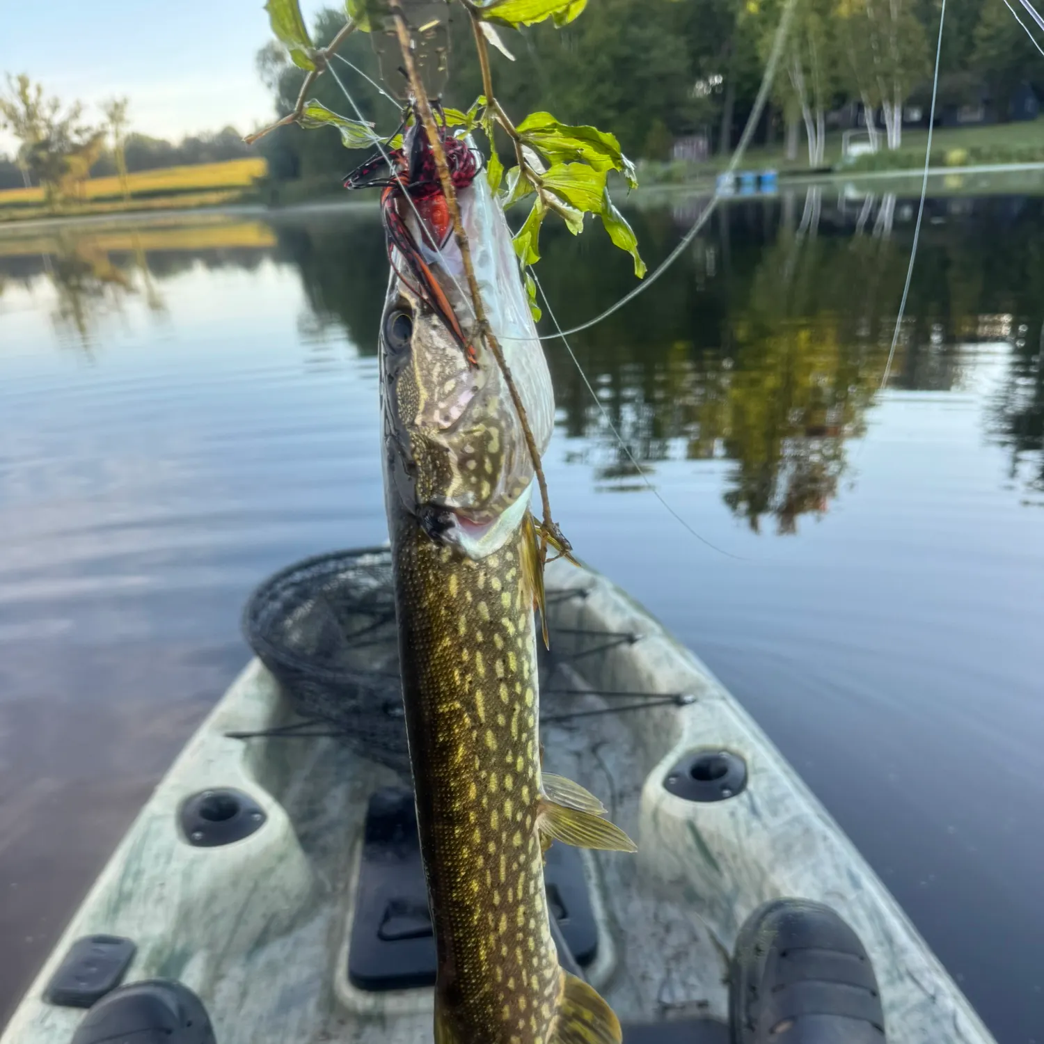 Northern pike caught on Fishbrain