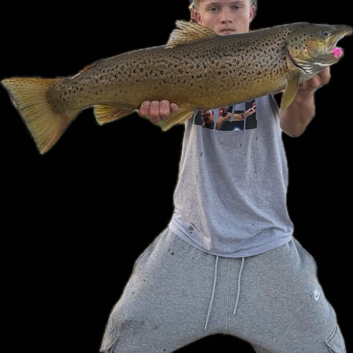 Brown trout caught on Fishbrain