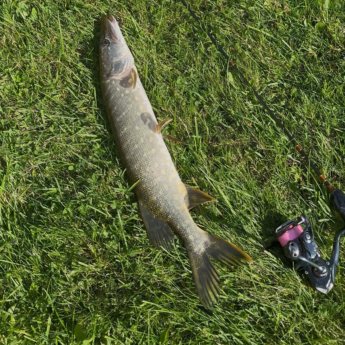 Northern pike caught on Fishbrain