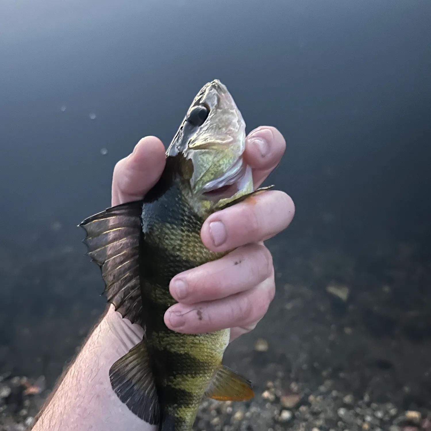 Yellow perch caught on Fishbrain