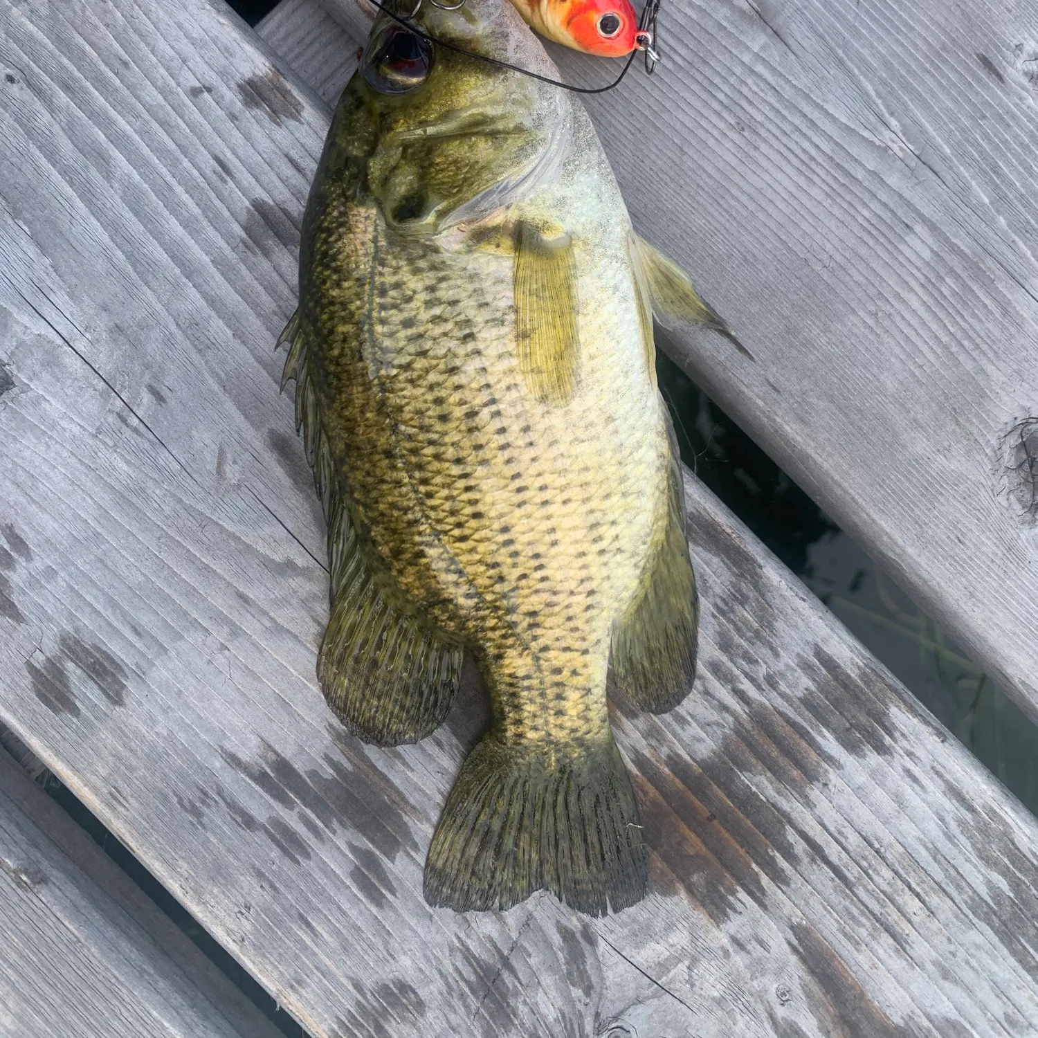 Rock bass caught on Fishbrain