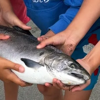 Coho salmon caught on Fishbrain