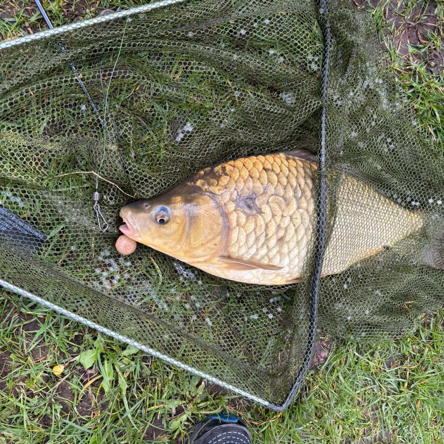 Common carp caught on Fishbrain