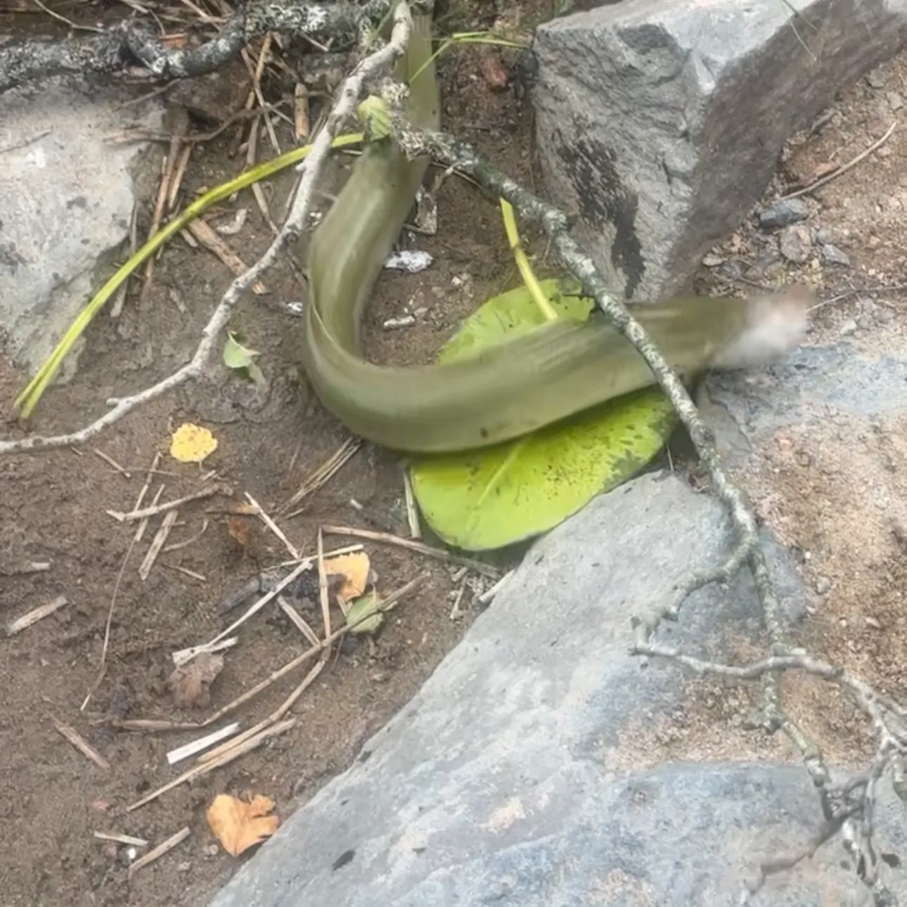 The most recent European eel catches on Fishbrain