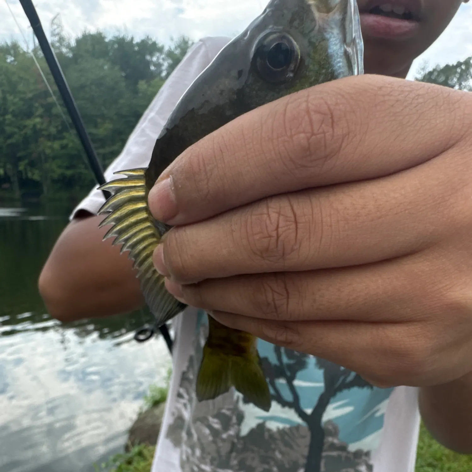 Bluegill caught on Fishbrain