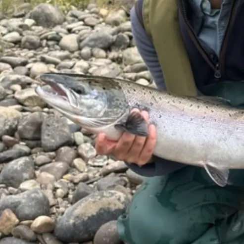 Atlantic salmon caught on Fishbrain