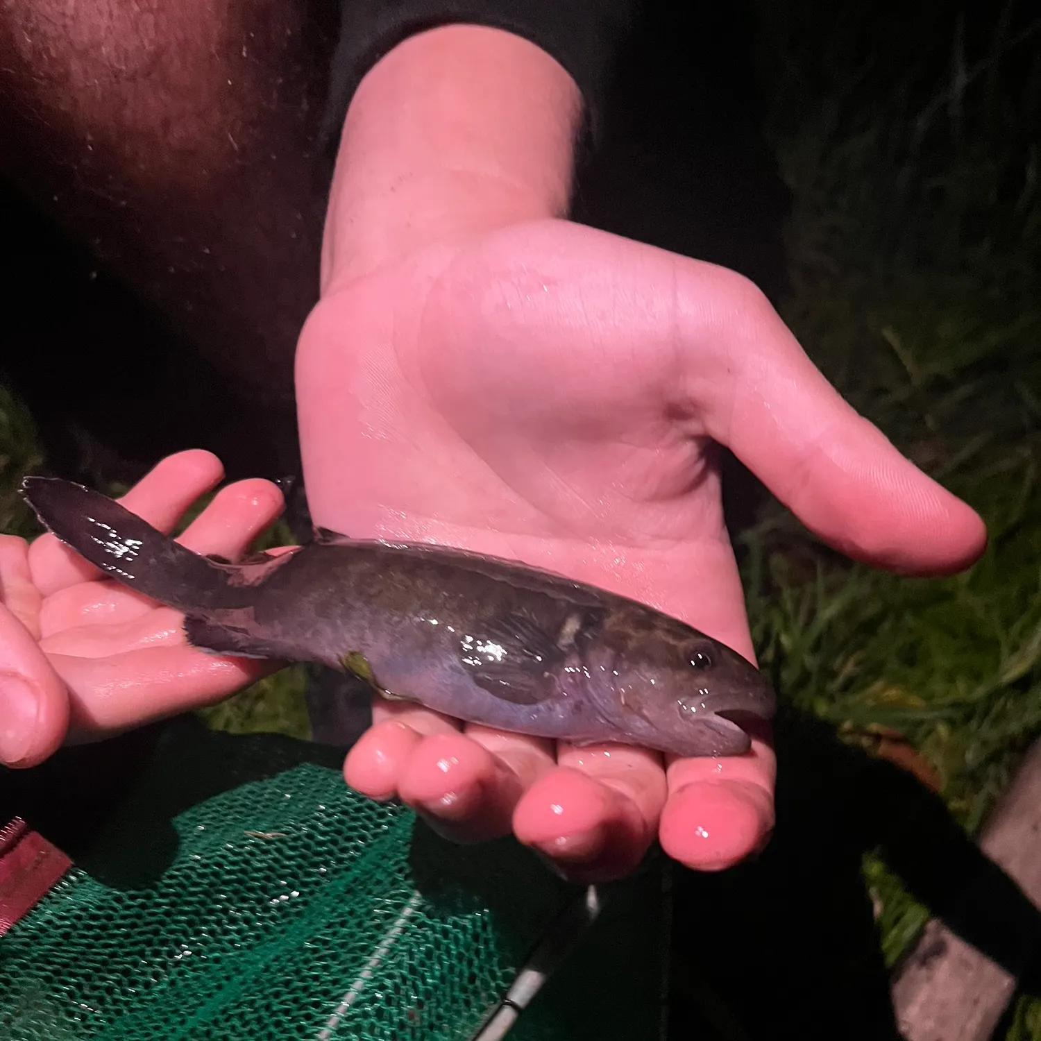 The most recent Two-spined blackfish catches on Fishbrain