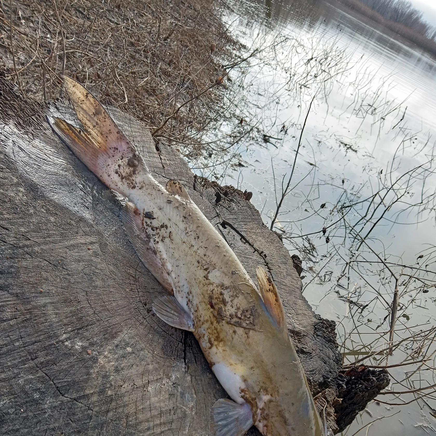 Channel catfish caught on Fishbrain