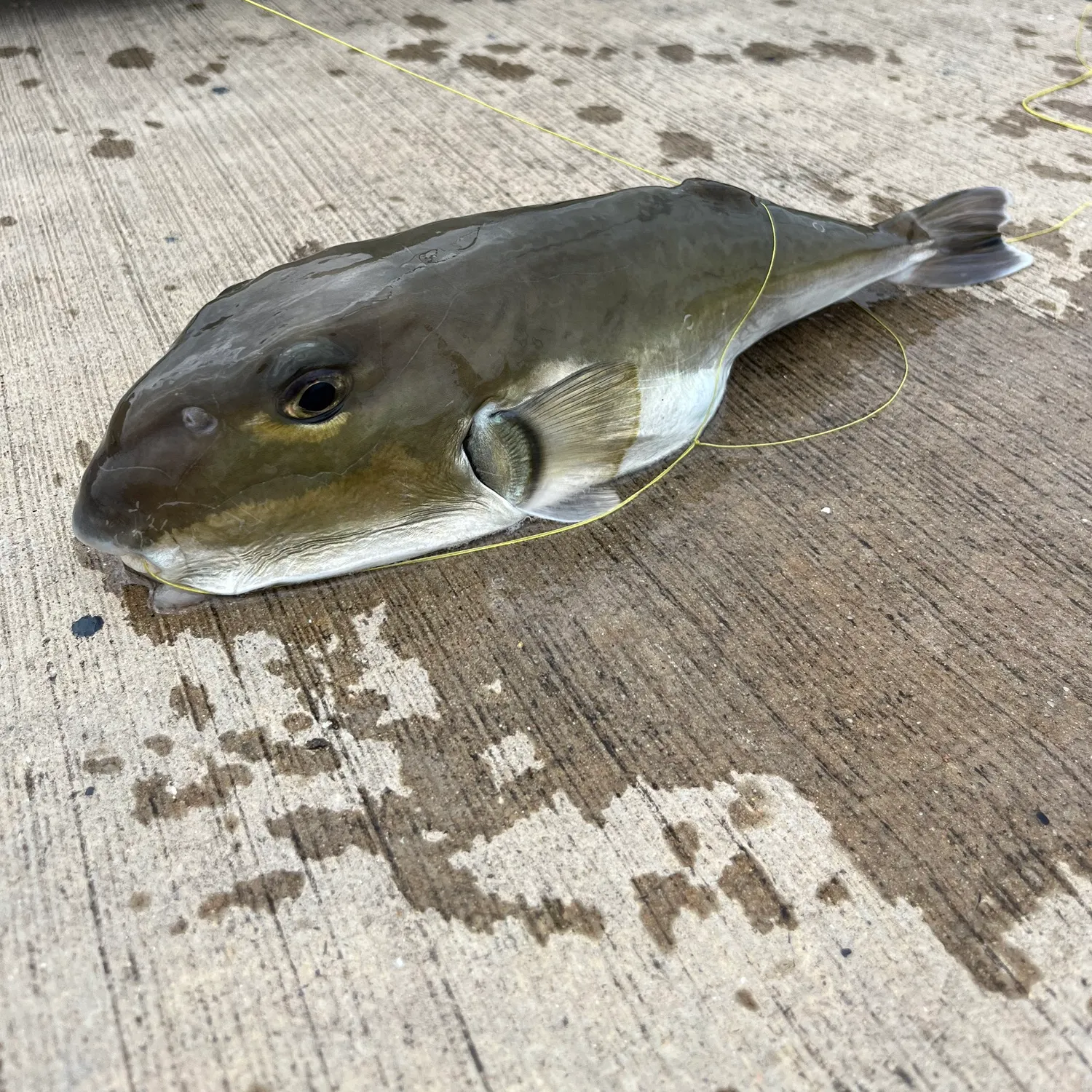 The most recent Half-smooth golden pufferfish catches on Fishbrain