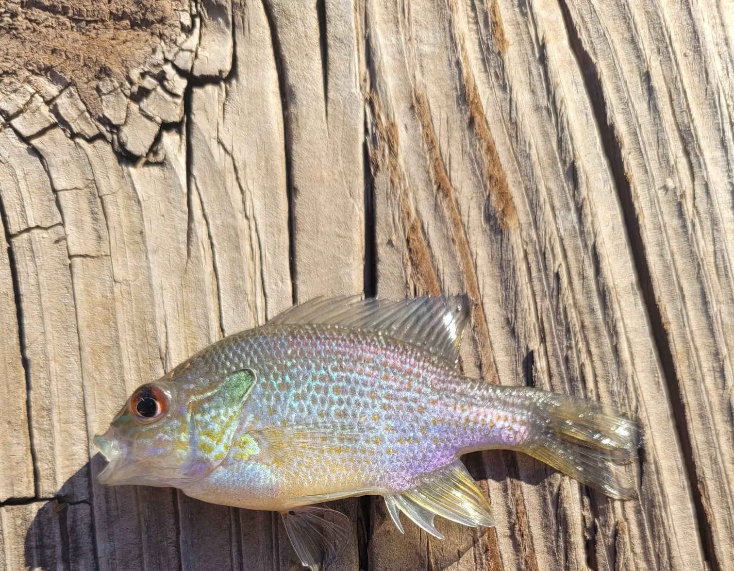 Dollar sunfish