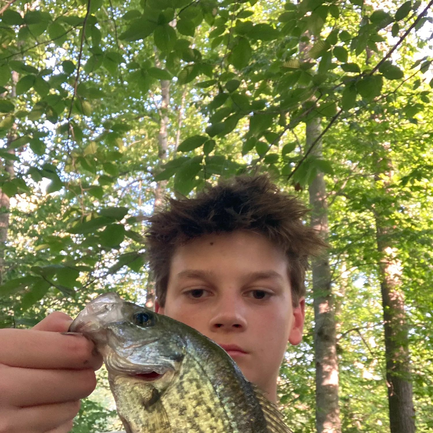 Black crappie caught on Fishbrain