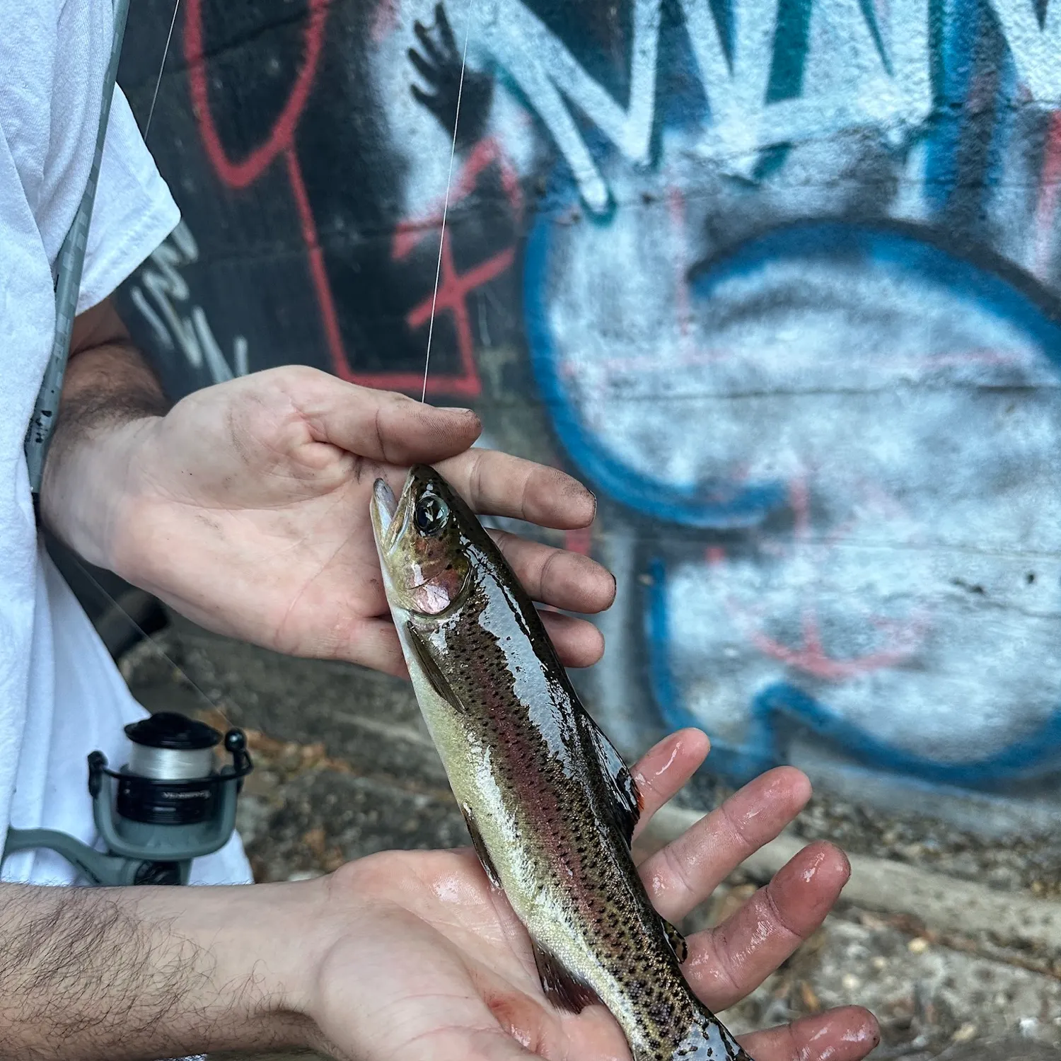 Rainbow trout caught on Fishbrain