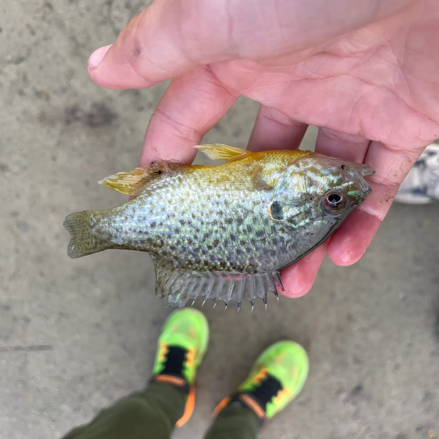 Pumpkinseed caught on Fishbrain