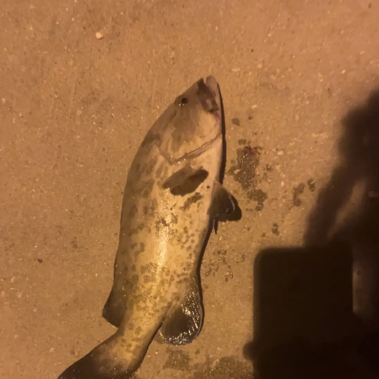The most recent Gag grouper catches on Fishbrain