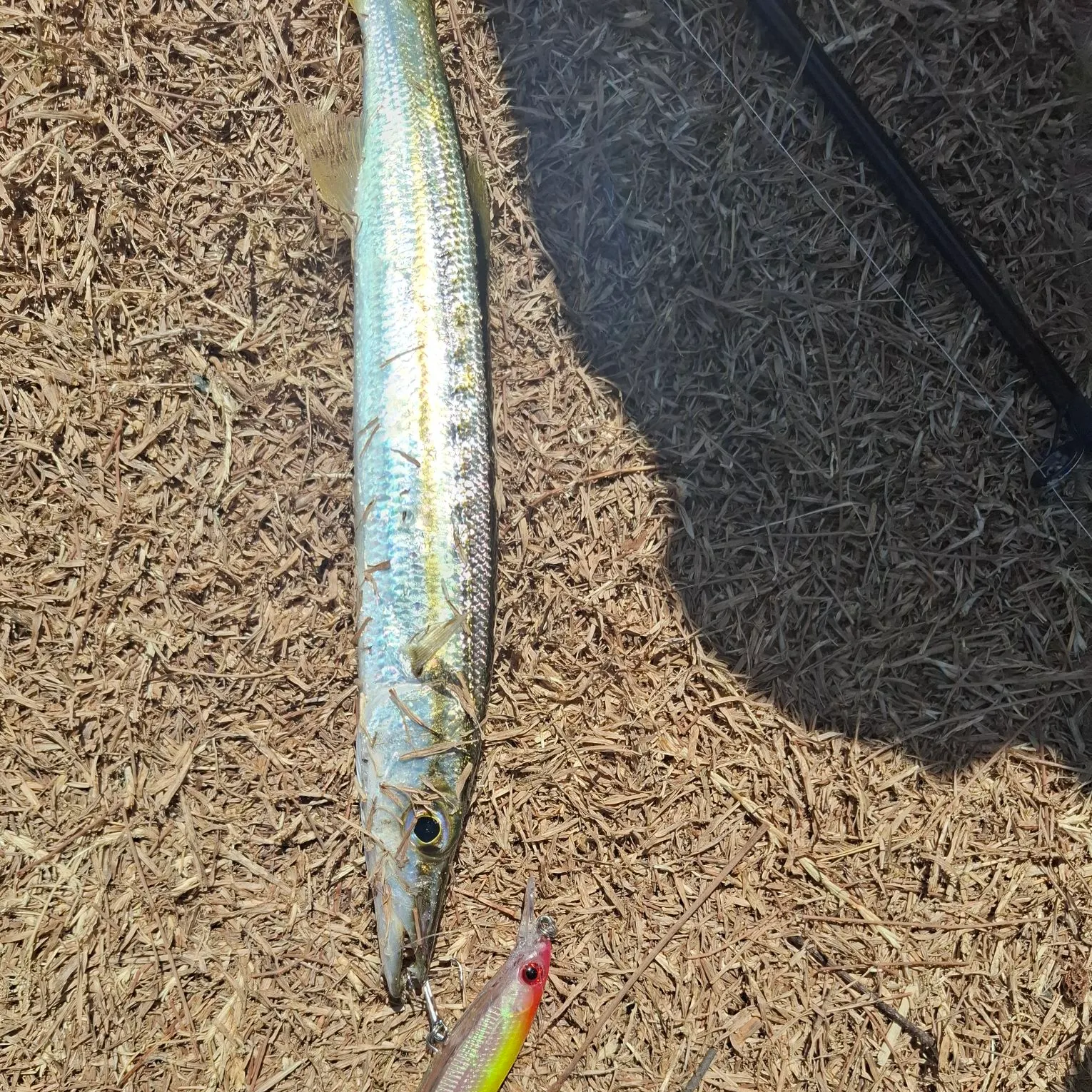 The most recent Golden trevally catches on Fishbrain