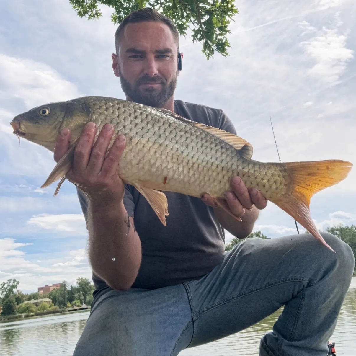 Common carp caught on Fishbrain