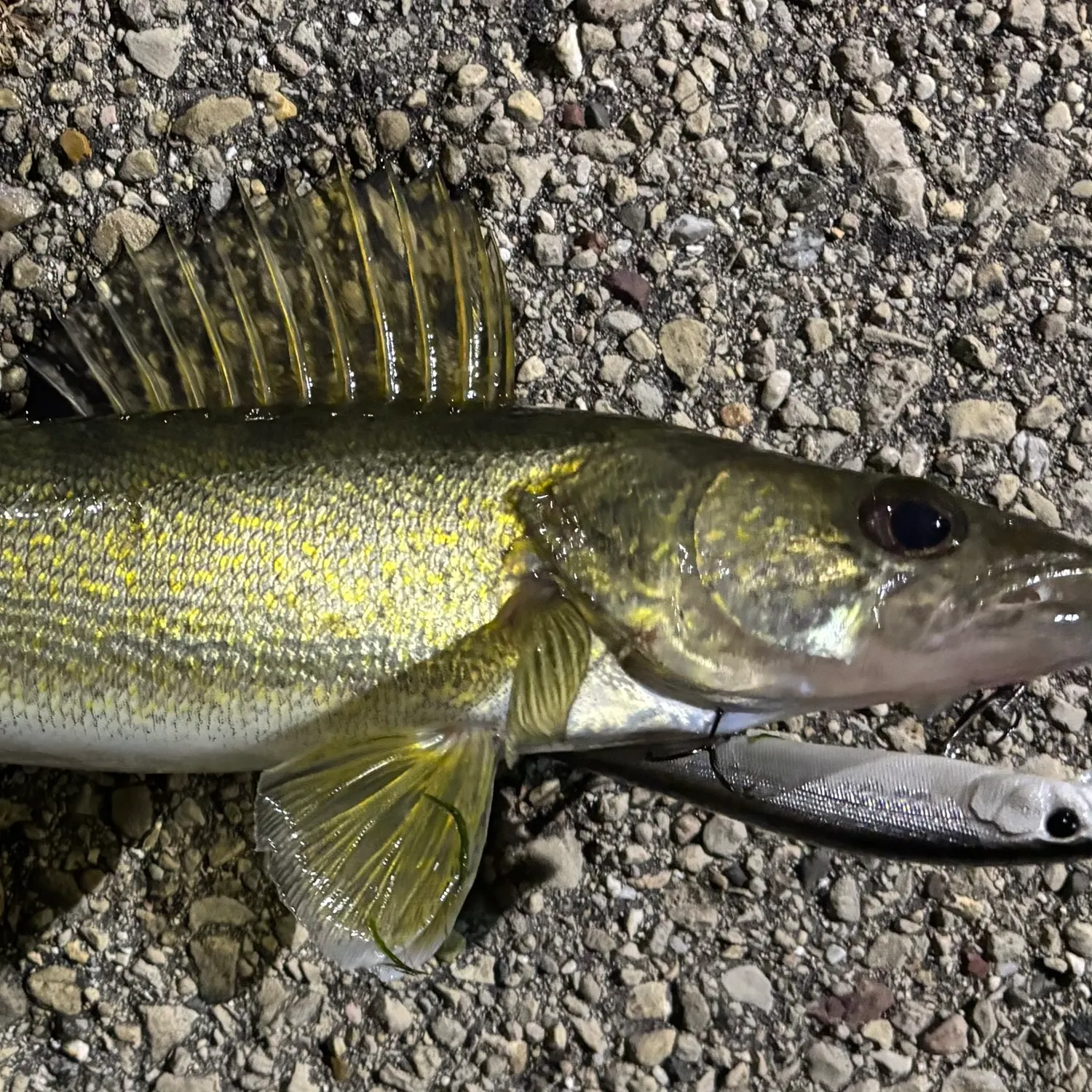 Walleye caught on Fishbrain