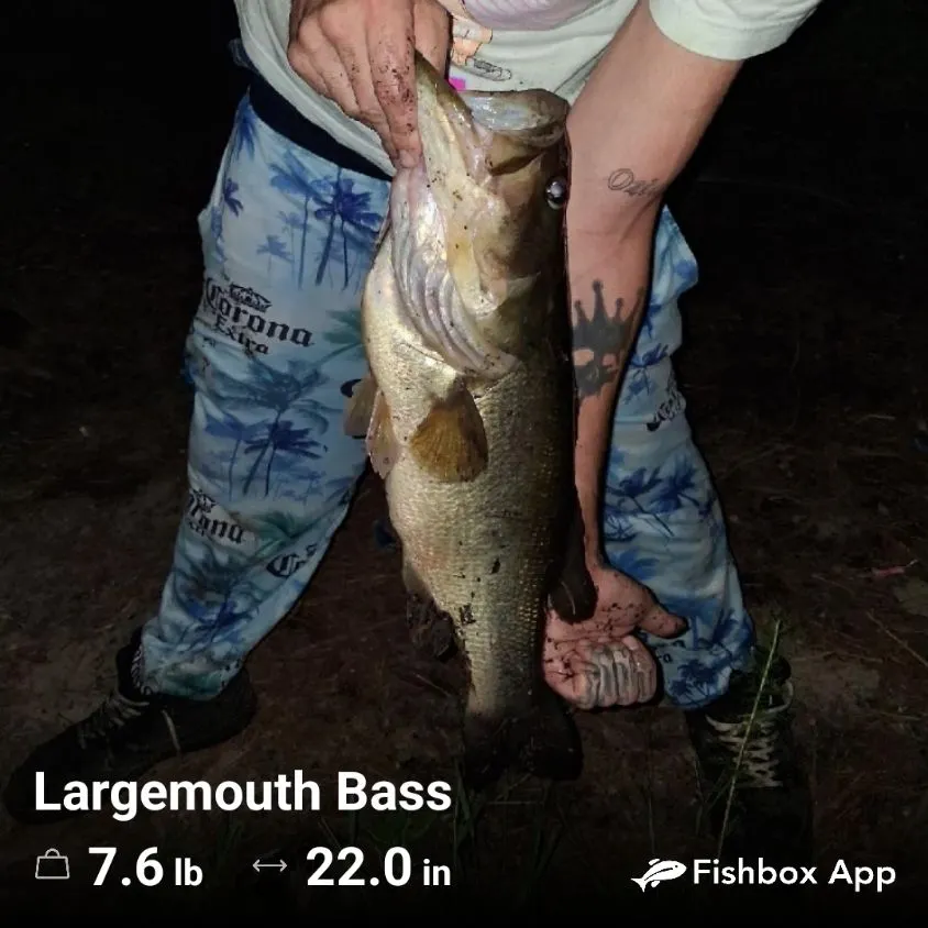Largemouth bass caught on Fishbrain