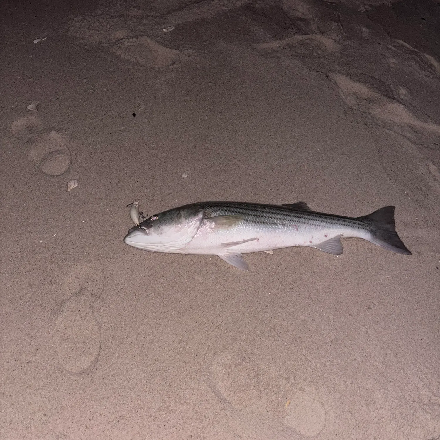Striped bass caught on Fishbrain