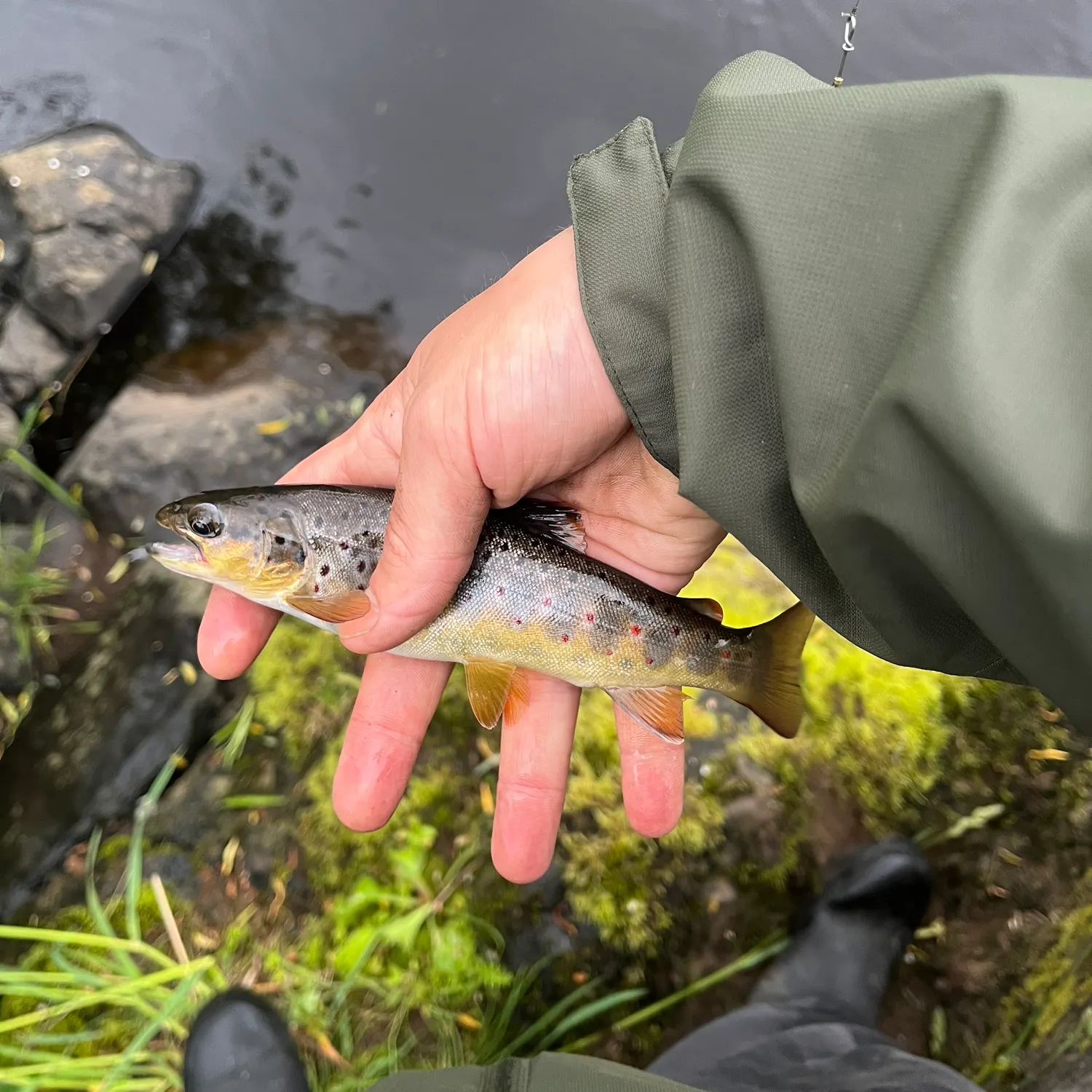 catch