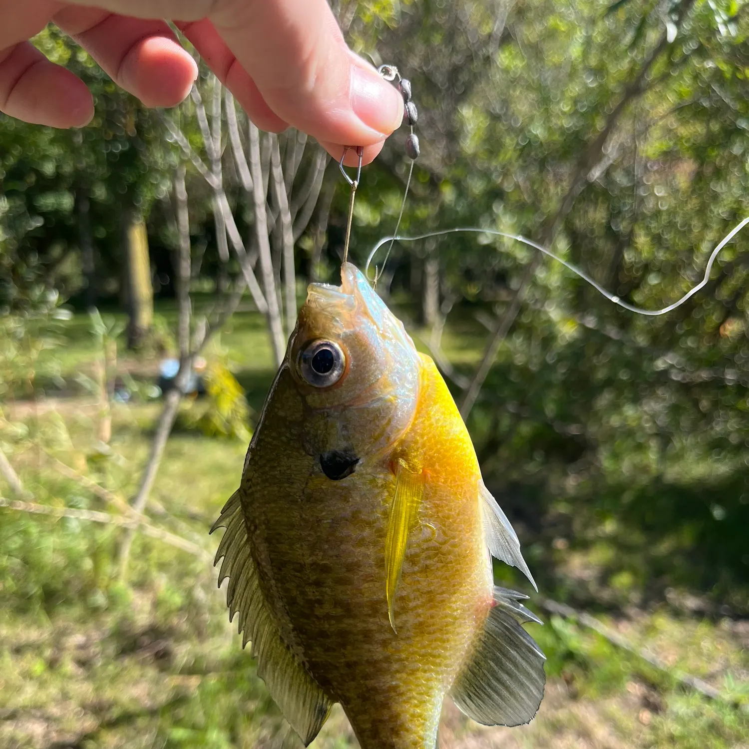 Bluegill caught on Fishbrain