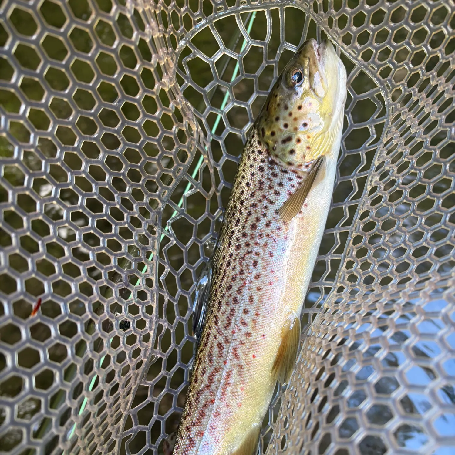 Brown trout caught on Fishbrain