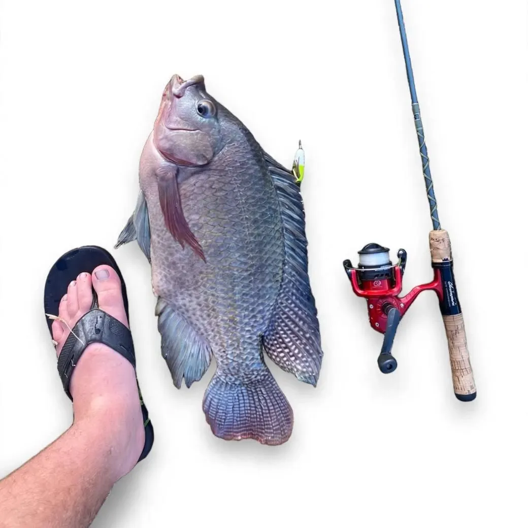 Blue tilapia caught on Fishbrain