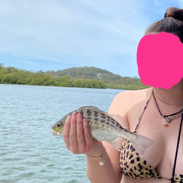 The most recent Javelin grunter catches on Fishbrain