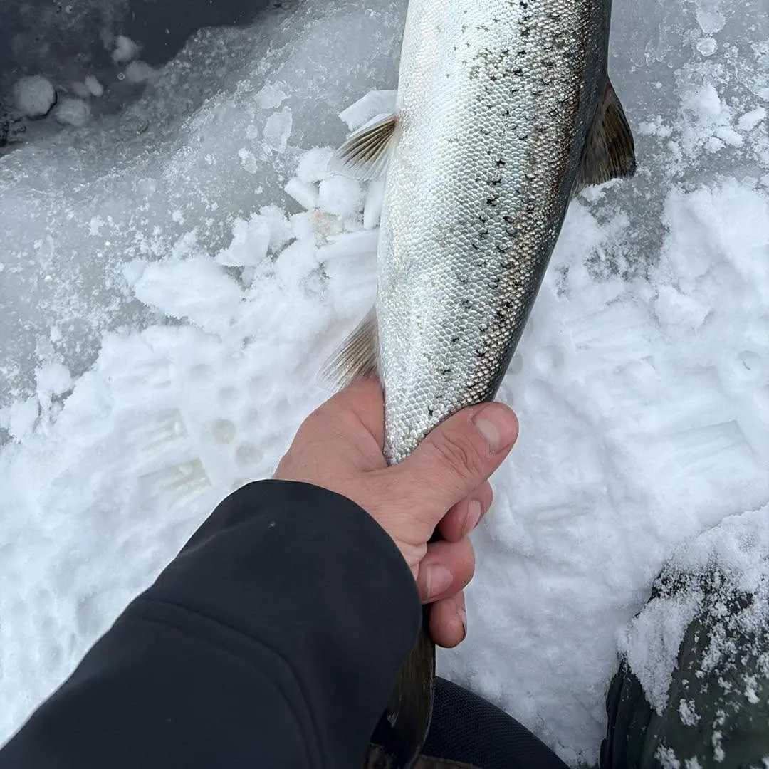 The most recent Landlocked atlantic salmon catches on Fishbrain