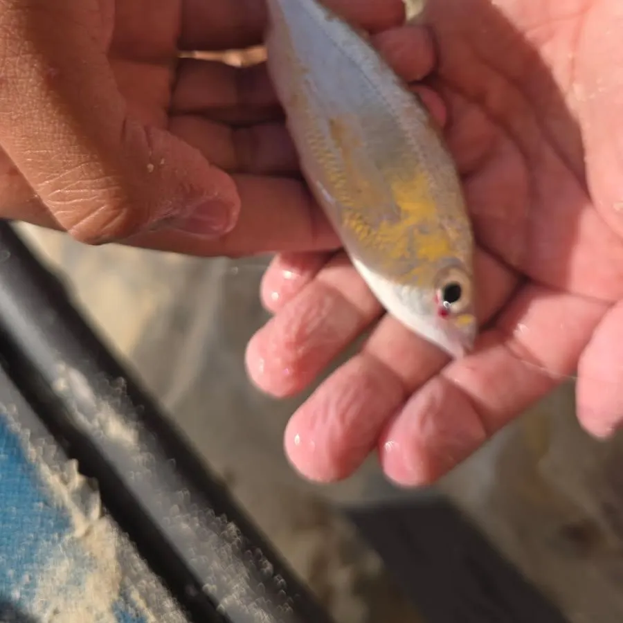 Atlantic spotfin mojarra caught on Fishbrain