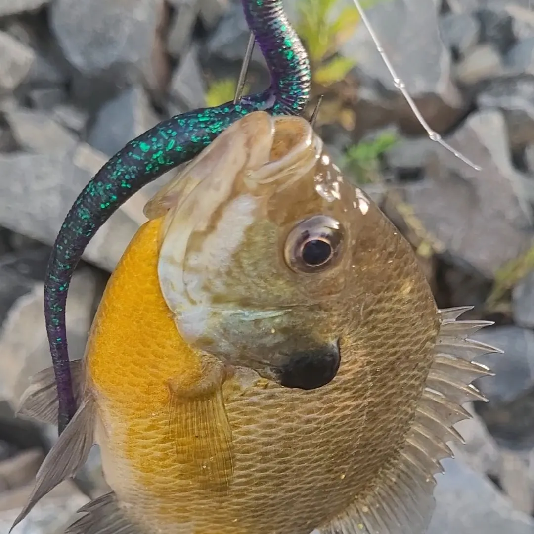 Bluegill caught on Fishbrain