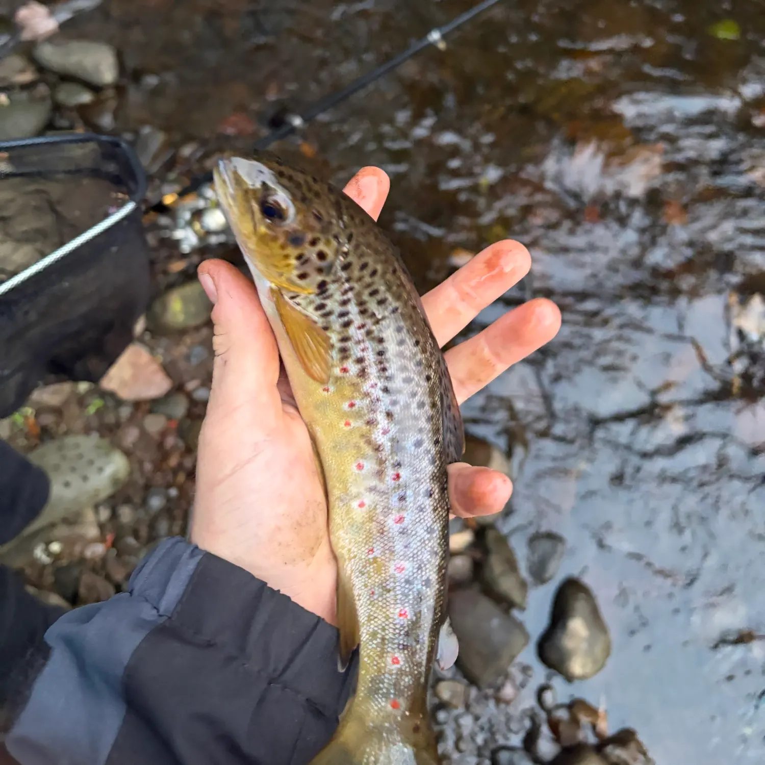 Brown trout caught on Fishbrain