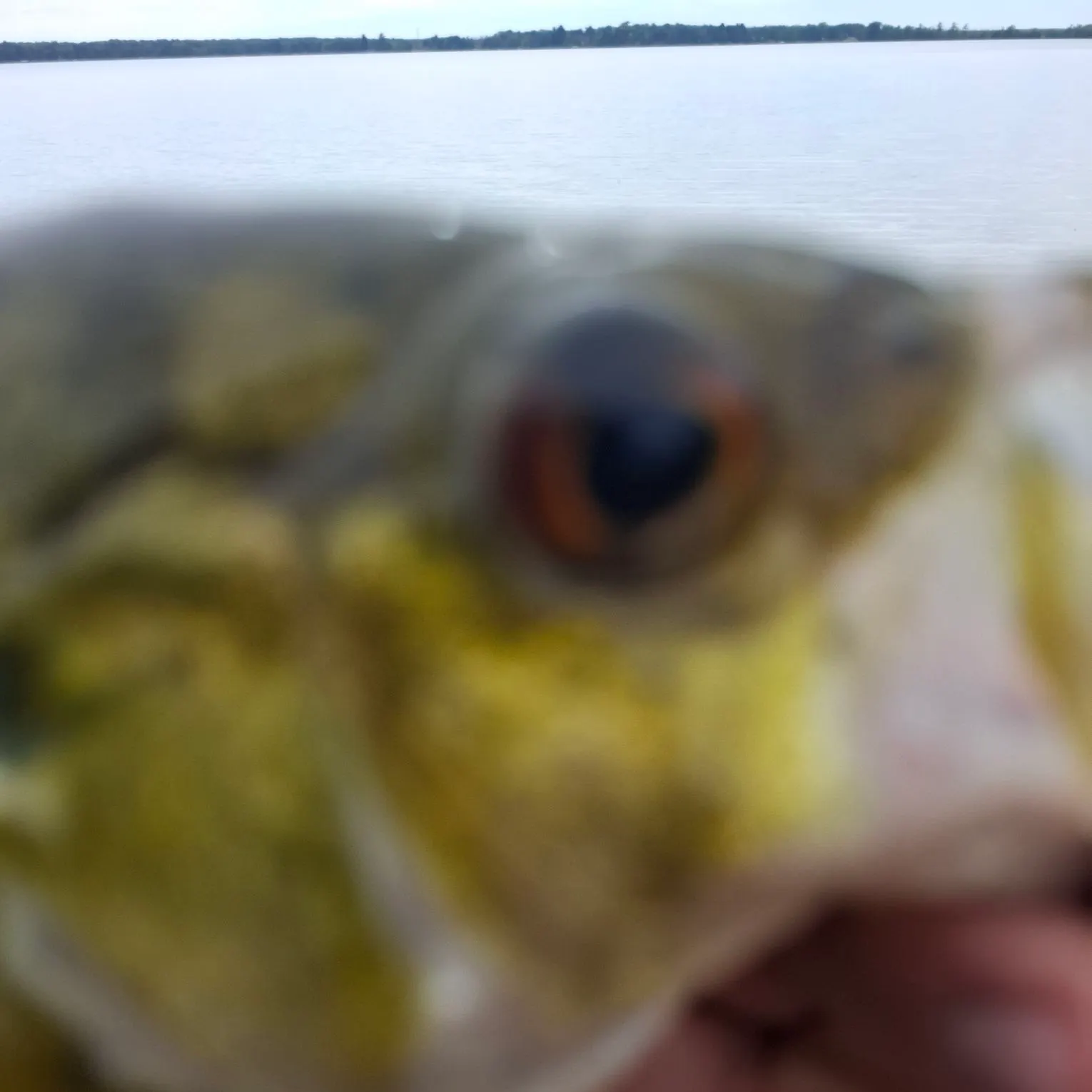 Rock bass caught on Fishbrain