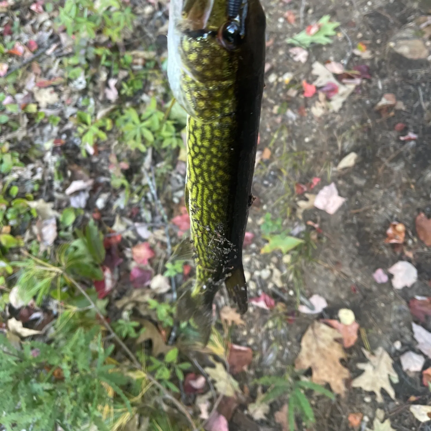 Chain pickerel caught on Fishbrain
