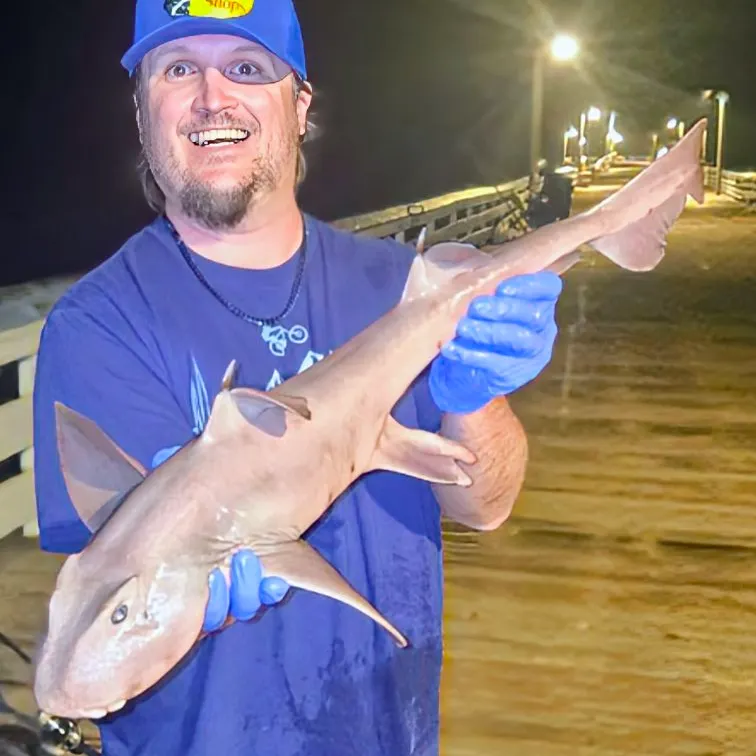 The most recent Horn shark catches on Fishbrain