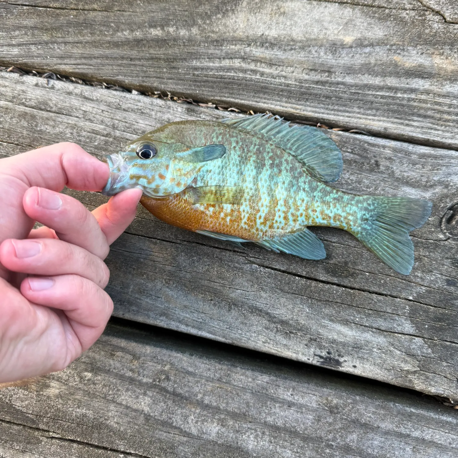 The most recent Redbreast sunfish x bluegill catches on Fishbrain