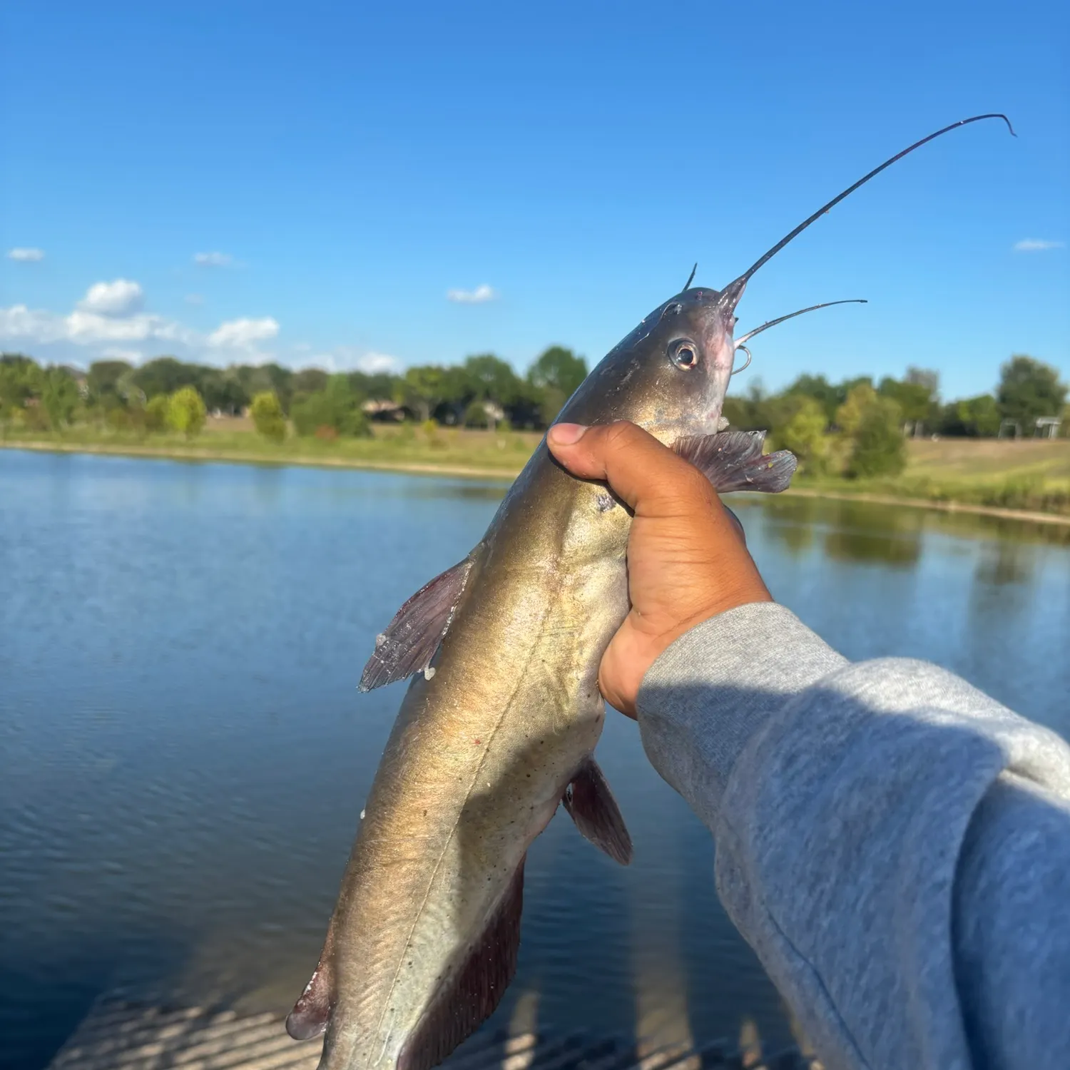 Channel catfish caught on Fishbrain