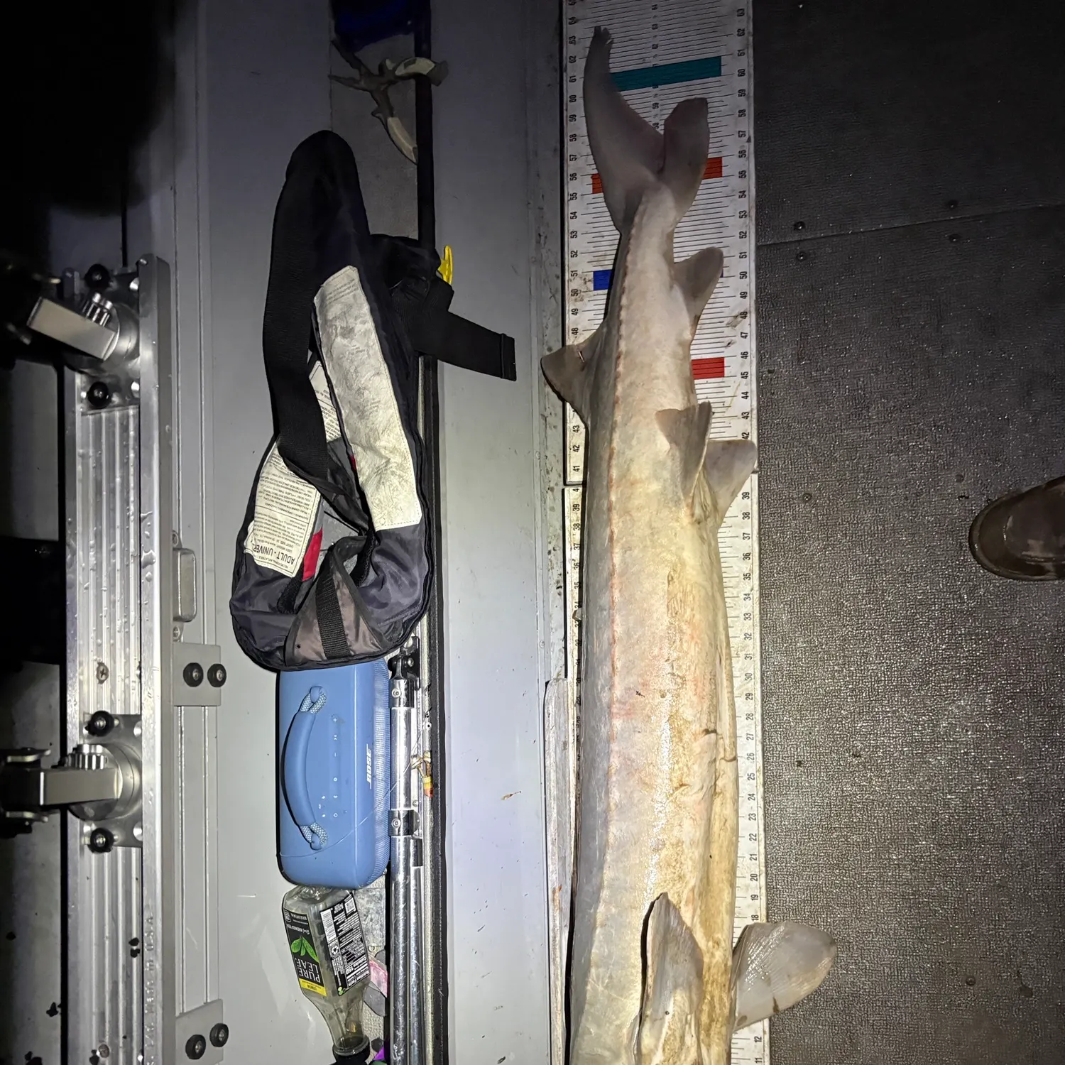 Lake sturgeon caught on Fishbrain